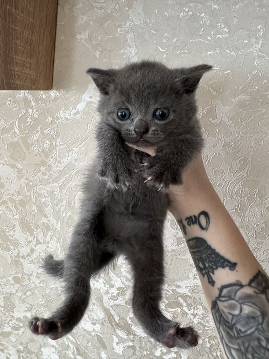 Шотландські кошенята