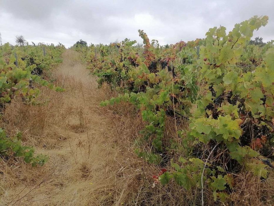 Uvas tintas de qualidade