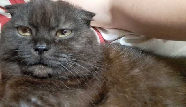 Зникла кішка, Івано-Франківськ, Ямниця