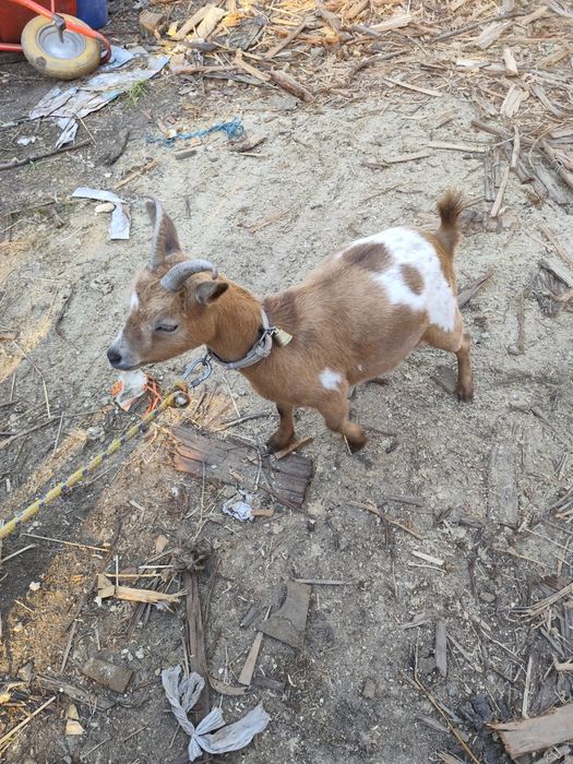 Cabras micro anãs