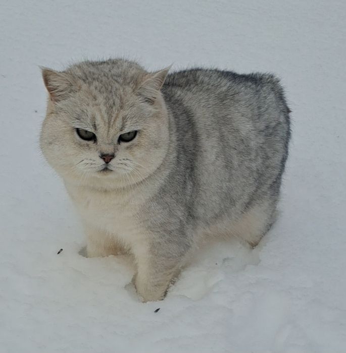 Красивая шотландская кошечка.