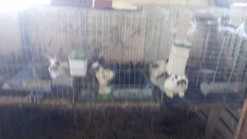 Kroliki odchowane sprxedam