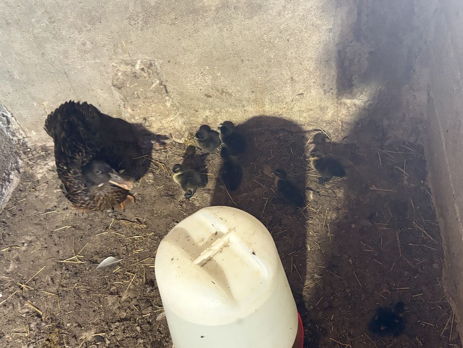 Ninhada de patos reais