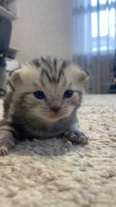 Шотландські кошенята