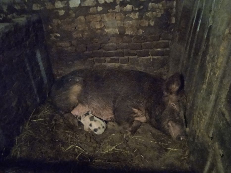 Свини на продажу