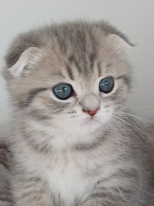 Scottish Fold Macho