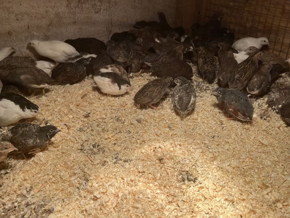 Przepiórki chińskie