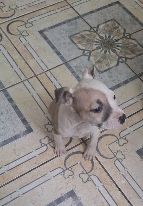 Цуценята Амстафф