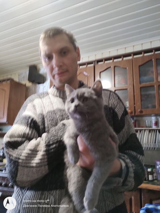 Британский котенок