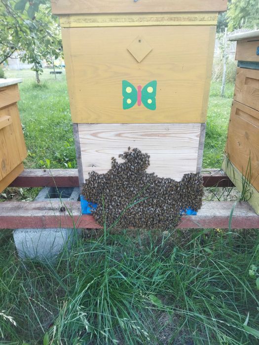 Rodziny pszczele przezimowane ramka wielkopolska odbiór kwiecień 2026