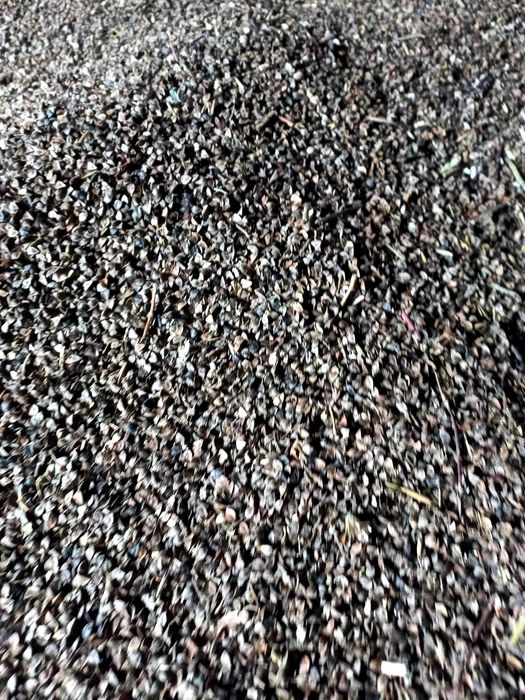 Sprzedam grykę 100 kg 180 zł