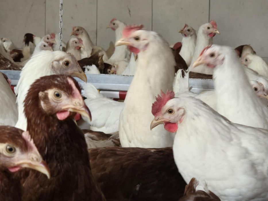 Kury nioski pod jajko! 21 tyg! Dowóz do klienta oraz odbiór osobisty !