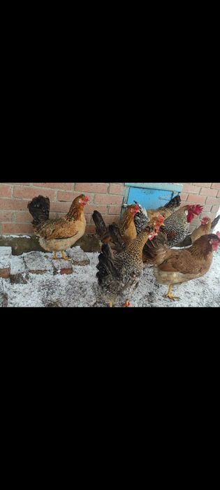 Інкубаційне яйце курей породи Легбар.