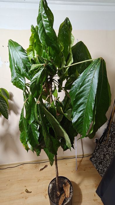 Małpie Kakao Drzewko