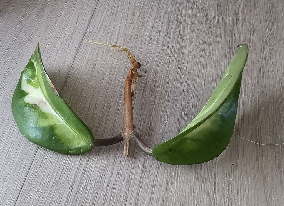 Hoja carnosa tricolor