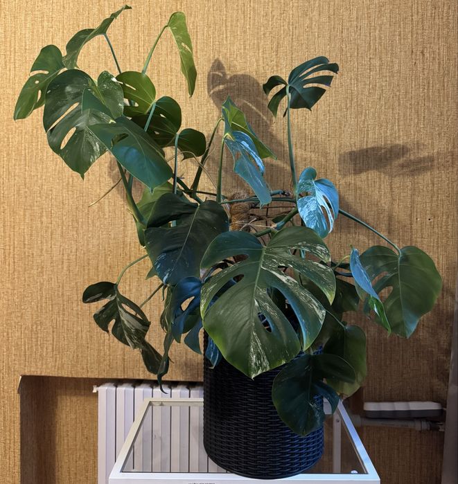 Монстера альба / вариагатна , монстера класическая, взрослое дерево.