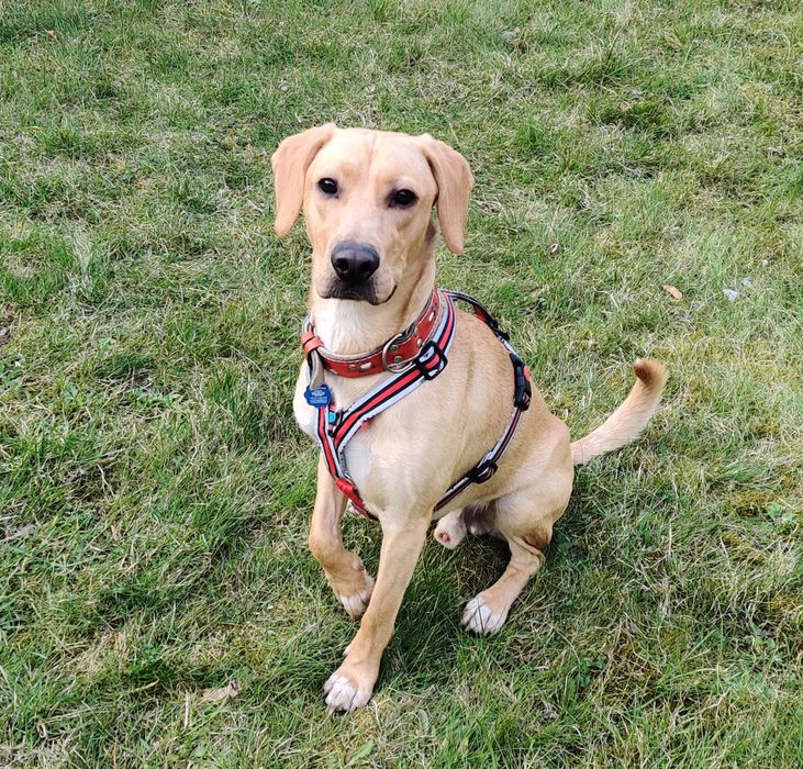 Mądry, piękny i emocjonalny - szuka domu z doświadczonym opiekunem