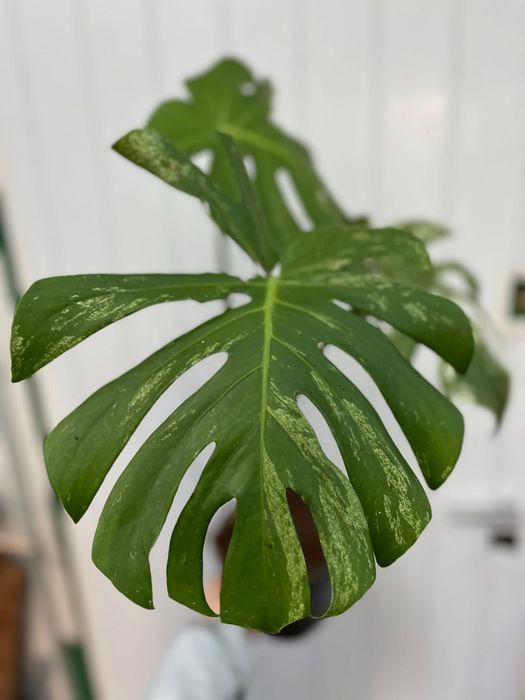 Monstera deliciosa mint