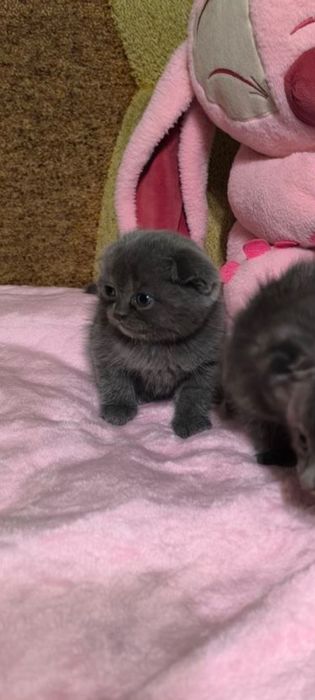 Британські котенята кошенята