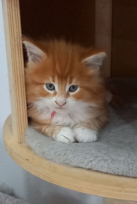 Gatinho Bosques da Noruega com lop