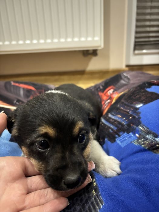 oddam ZA DARMO pieski