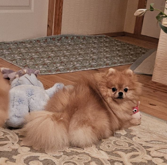 Померанский шпіц