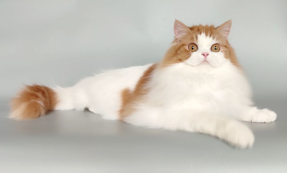 Шотландська кішечка