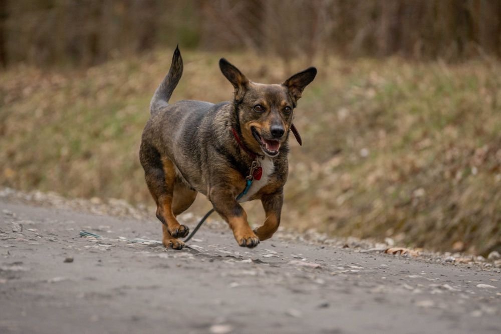 Stefan 5 letni psiak w typie jamniczka do adopcji