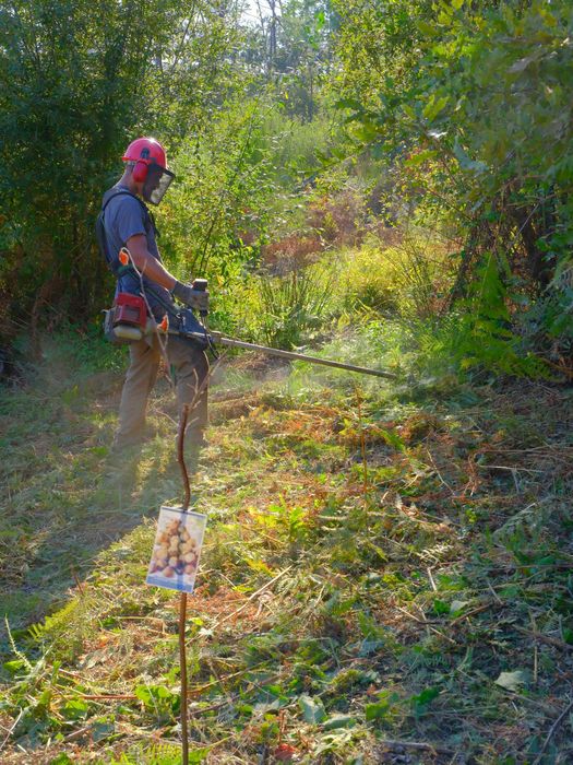 Limpeza e Manutenção de Terrenos