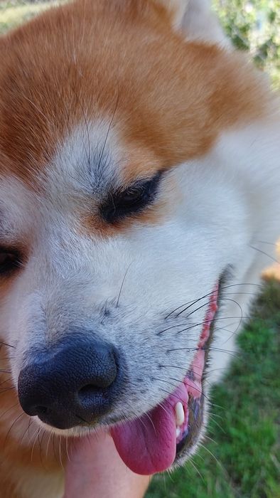 Акіта іну. Мачо.