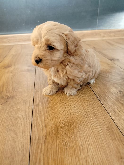 Maltipoo  piesek