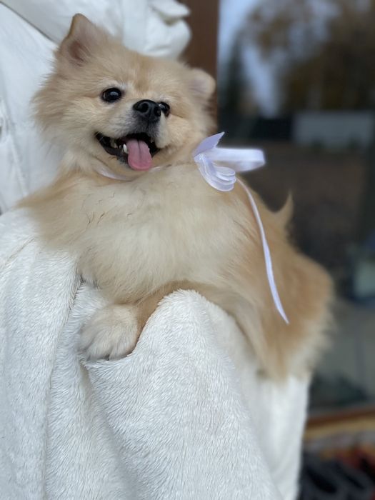 Померанські шпіци — Пухнасті принци хочуть до вас