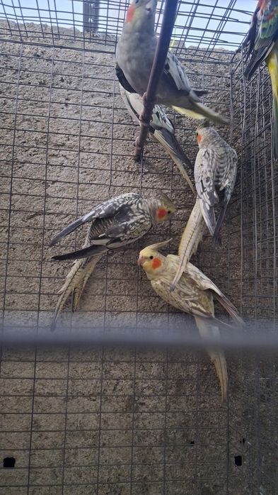 Caturras novas   pérola