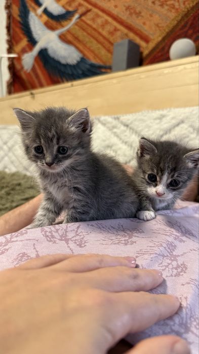 Віддамо котеня(дічинку)