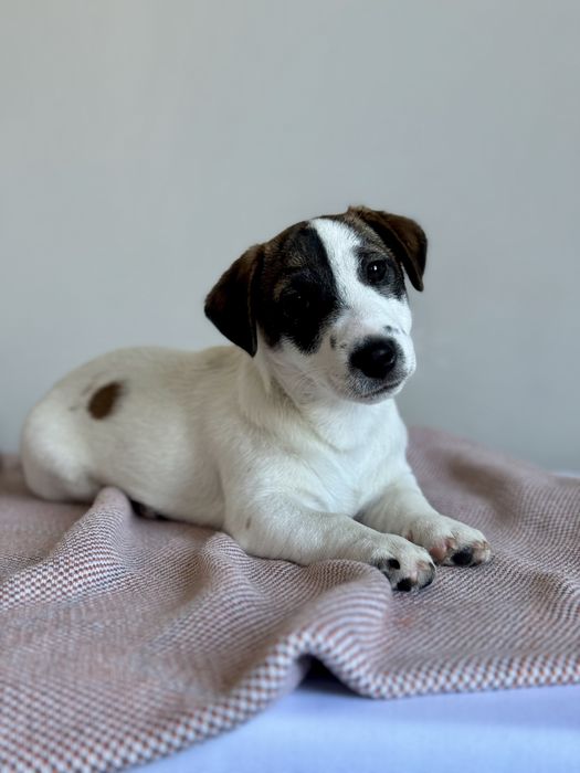 Хлопчик Джек Рассел КСУ /.604