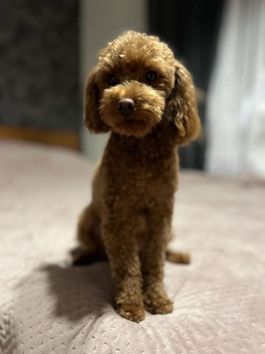 Suczka Pudel Toy red badania genetyczne rodziców