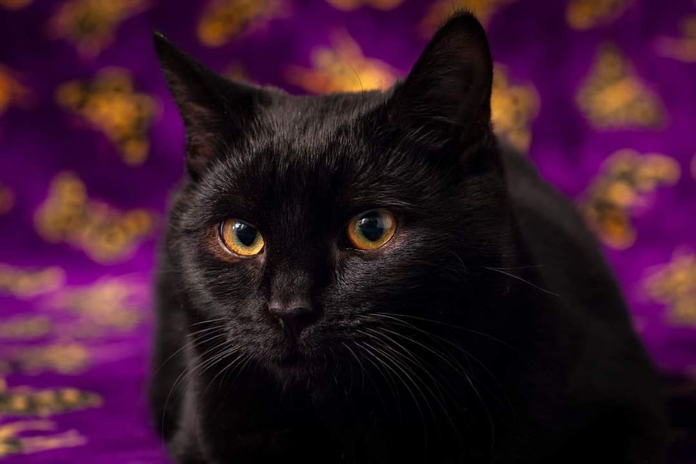 Kotek Patryczek szuka domu! kociak