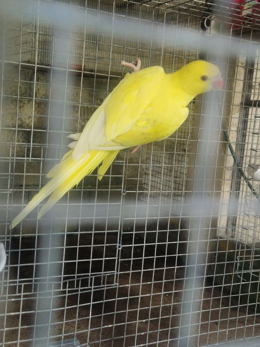 Ring Neck Amarelo + um para criar mao