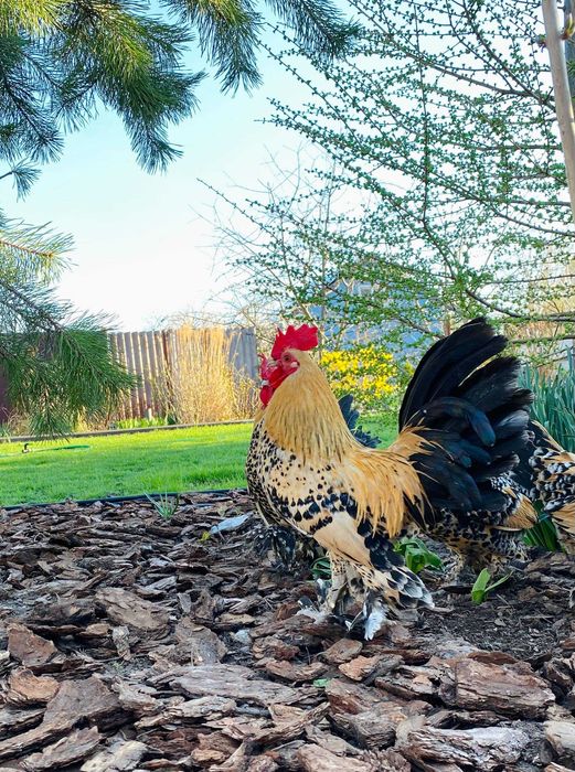 Продам курей Бентамок