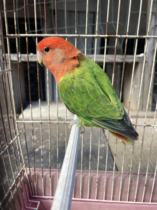 Agrapornis rosicolis, longfeather, fishers, personatas bebes e adultos