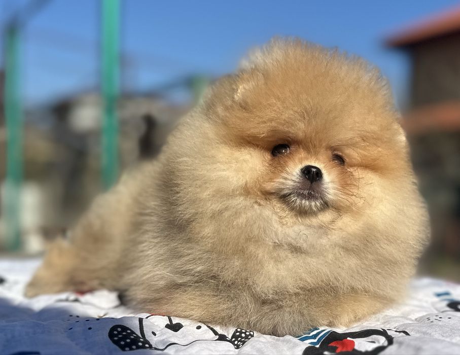 Хлопчик померанський шпіц