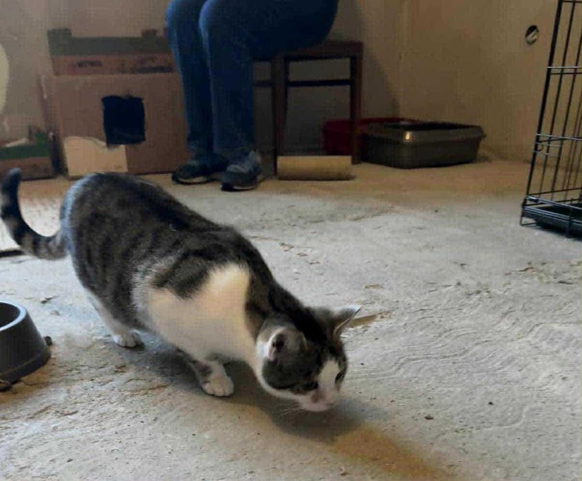 Laruś młody kocurek do adopcji