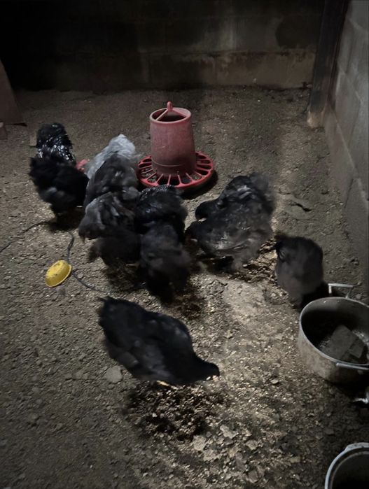 Galinhas Brahmas pretas