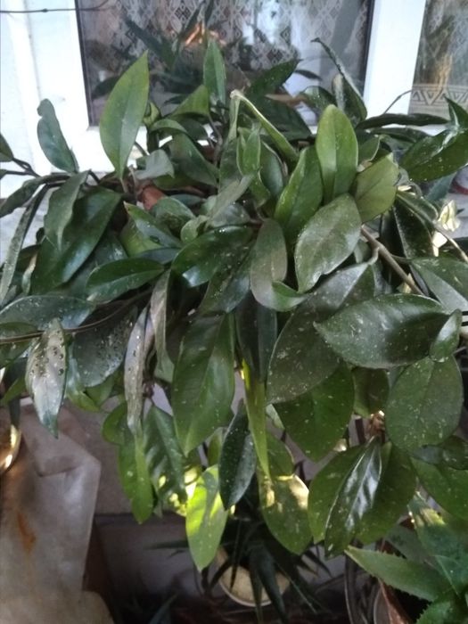 Хойя, кімната рослина