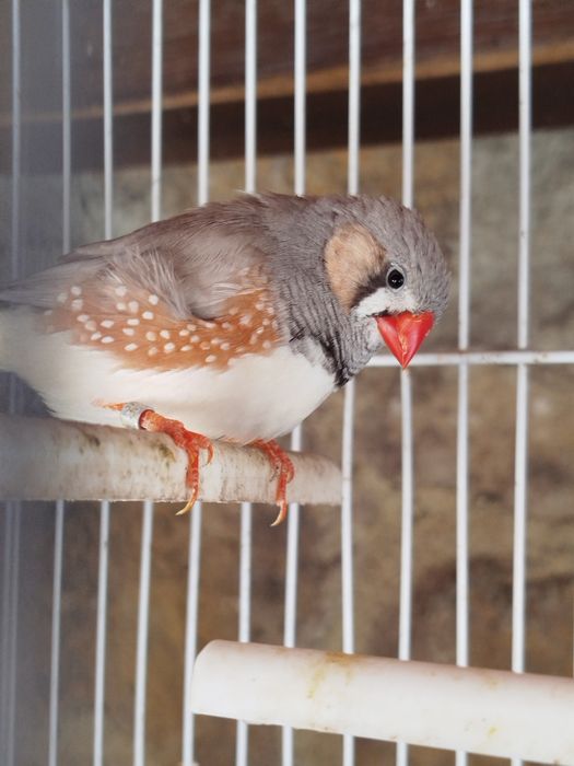 Mandarins novos e adultos