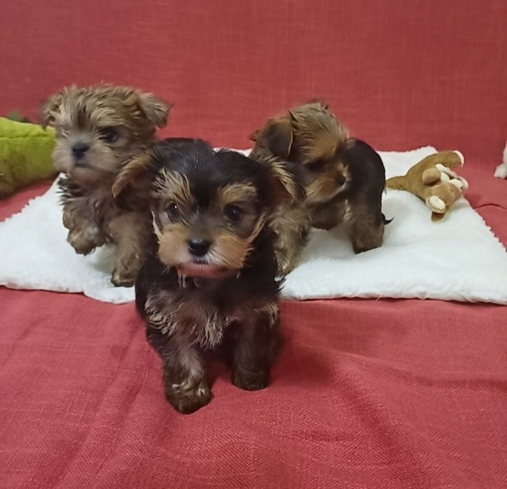 Срочно шикарные щенки йоркширский терьер