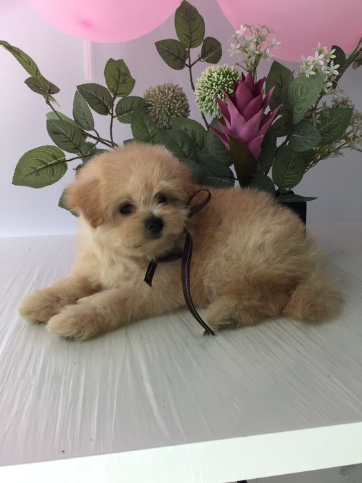 Помапу — Дівчатка, які змінять вашу реальність