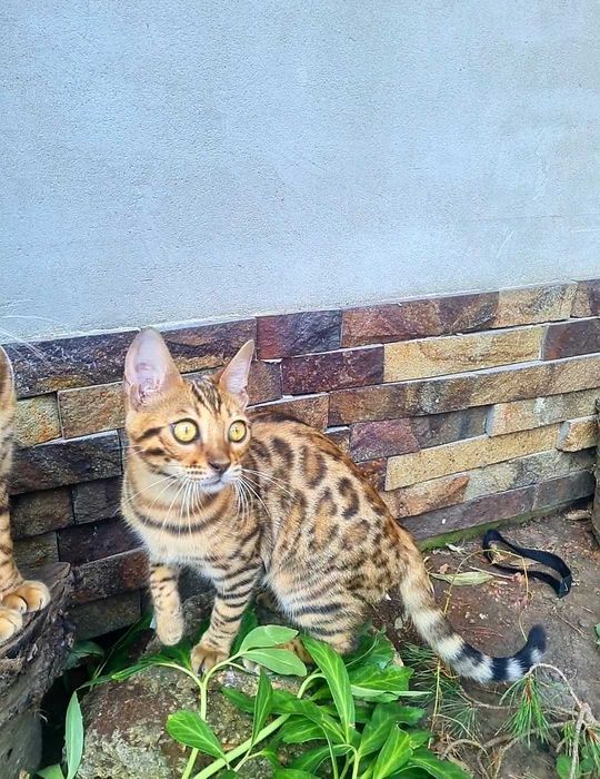Бенгальське кошеня