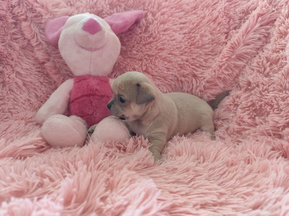 Beżowy chłopiec chihuahua