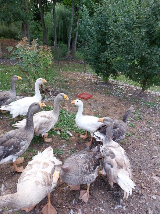 Продам гусей  породи Комогори (горбоносі).